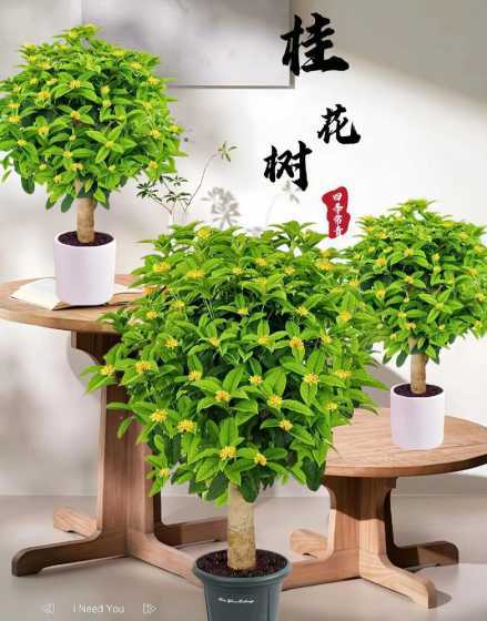 种植桂花怎么选用盆子 四季桂应该什么季节换盆怎么换盆呢