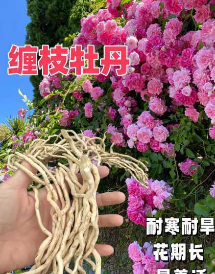 缠枝牡丹什么季节种植 缠枝牡丹的种植方法,怎么繁殖