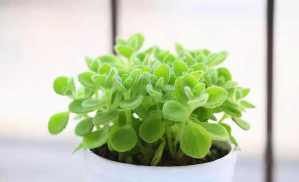 适合种植室外的驱蚊花草 广东室内种植什么植物可以驱蚊