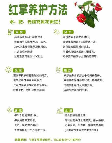 盆栽红掌怎么养殖方法 盆栽红掌怎么养(花卉红掌的养殖方法讲解)