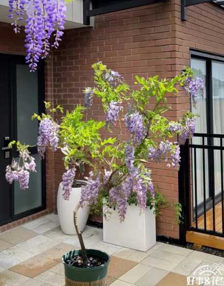 廊架适合种植什么植物 寻找几种藤蔓植物~