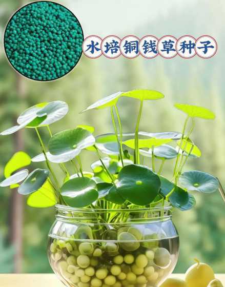 铜钱草放什么发芽最快 铜钱草的种子怎么发芽