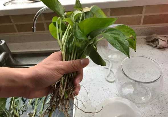 养花为什么要天天换水 养花的水多久换一次,7~10天换一次水让花茁壮生长