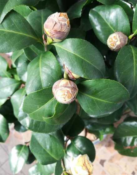 地栽茶花为什么不开花 茶花为什么不开花 茶花不开花的原因