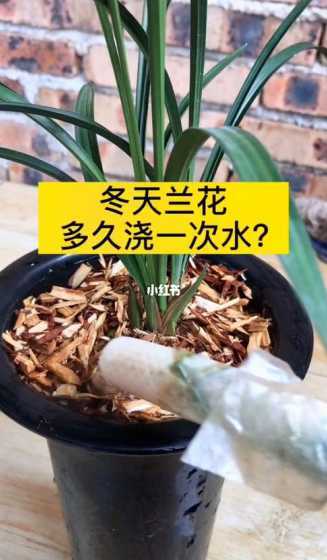 兰花冬天应该怎么浇水 冬天里兰花怎么浇水