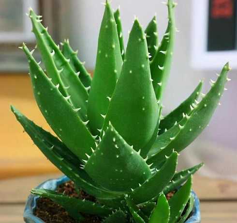 植物芦荟怎么养殖方法 刚移栽的芦荟怎么养