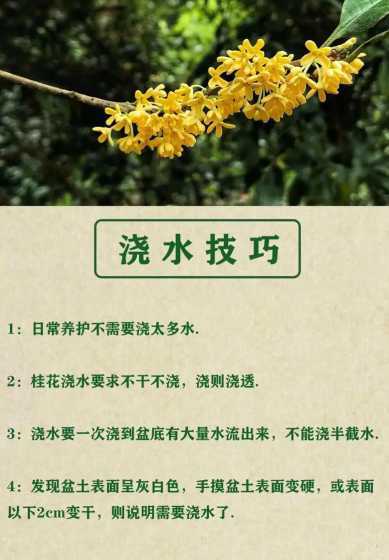 盆栽桂花怎么养殖方法 桂花盆栽的养殖方法和注意事项