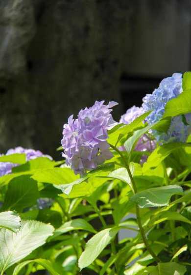 园林夏季适合种什么花 花坛里种什么植物适合四季观赏