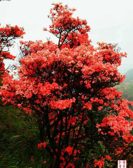 映山红摘心是什么意思 格桑花是什么花