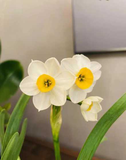 水仙花开花后怎么处理 水仙花开完花以后怎么处理