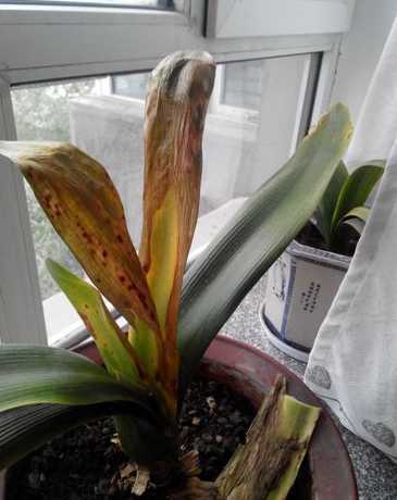 君子兰为什么叶子折了 君子兰叶子有折叠,是怎么回事