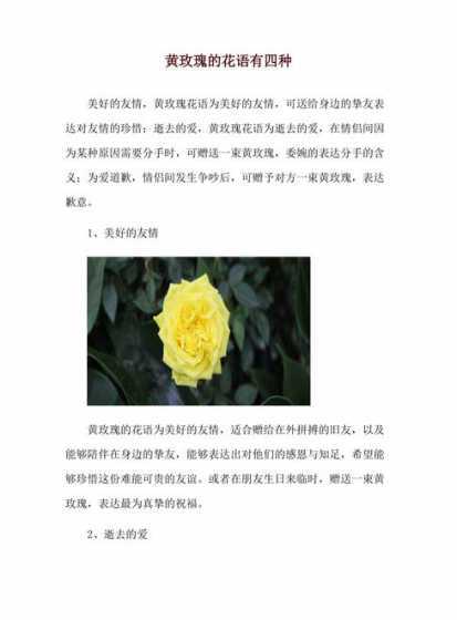 黄玫瑰啥意思代表什么 黄玫瑰花语代表什么意思