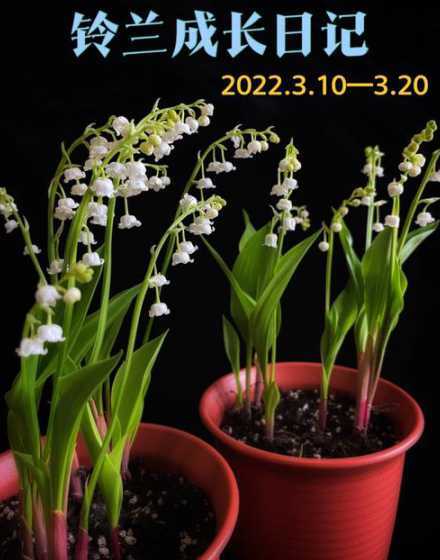 铃兰开花之后怎么处理 铃兰开花后怎么处理