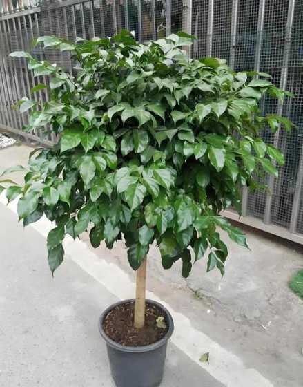 菜豆树怎么养怎么浇水 菜豆树怎么浇水,浇水的正确方法