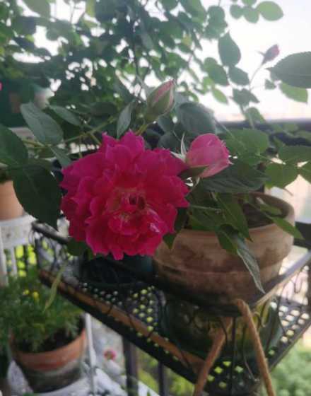 月季花开的很丑为什么 月季花开不出完整的花