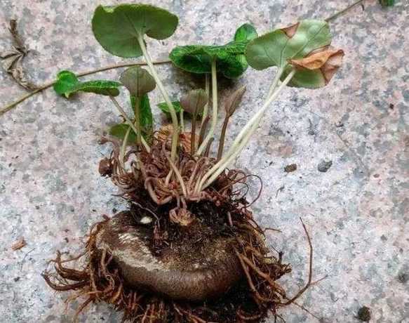 仙客来花叶软了怎么办 养殖的仙客来叶子发黄变软怎么办