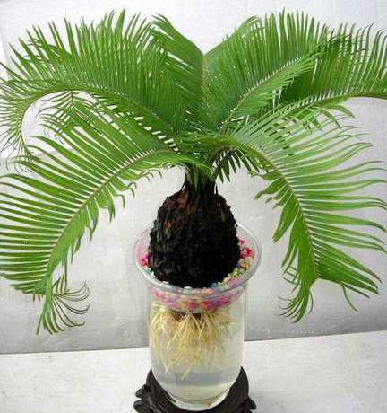 什么品种的苏铁最值钱 苏铁最好的品种是什么