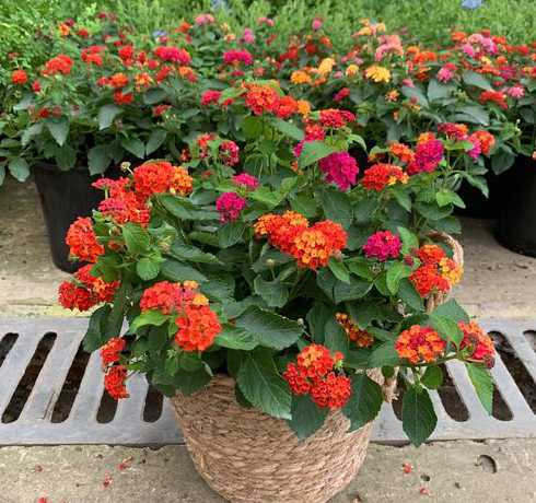 8月份适合种植哪些花草 8月份适合种植什么蔬菜,最好是牵藤的