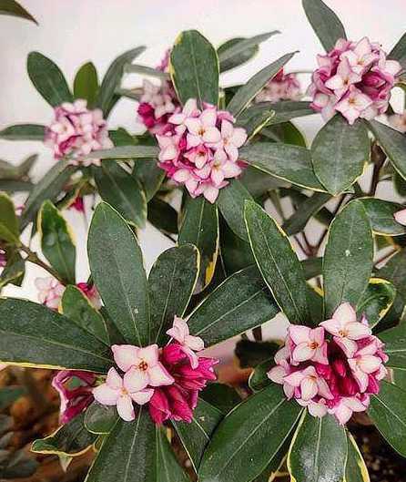 瑞香什么时间播种种植 瑞香花怎么养(瑞香的种植方法和注意事项)