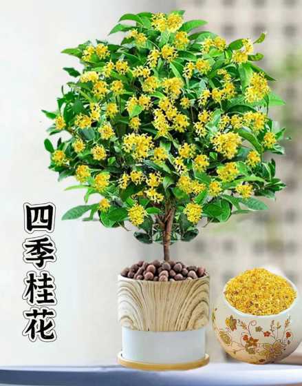 四季桂花为什么不开花 为什么桂花有的在春天不开花