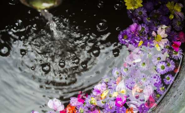 泡在水中的花都有什么 在水里养的花有哪些