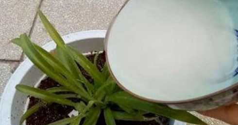 淘米水浇花有什么成分 淘米水含有什么成份浇花好吗适合浇什么花谢谢!!