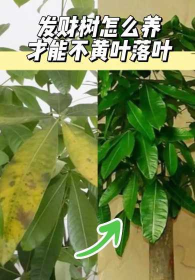 招才树叶子发黄怎么办 发财树叶子发黄怎么办,十个提示解决办法