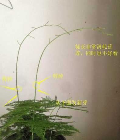 竹子长的不好怎么修剪 如何修剪竹子
