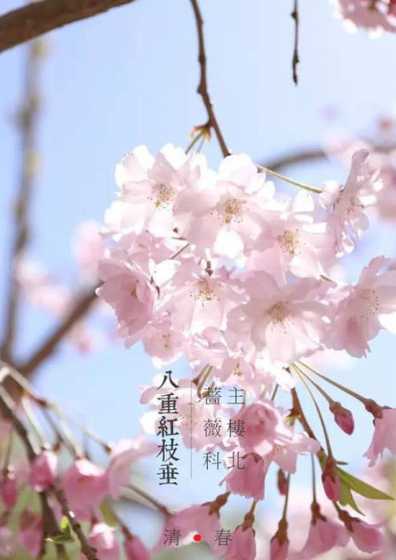 樱花有哪些品种的名字 樱花有哪些品种