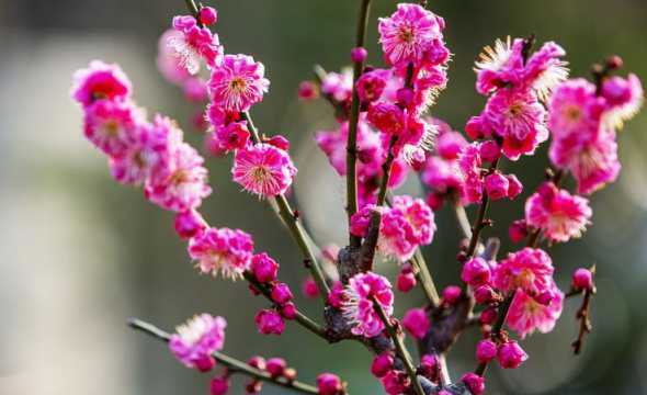 梅花开过以后什么花开 梅花是什么季节开的