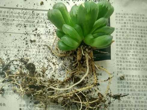 玉露分株什么季节合适 多肉植物玉露该怎么分株