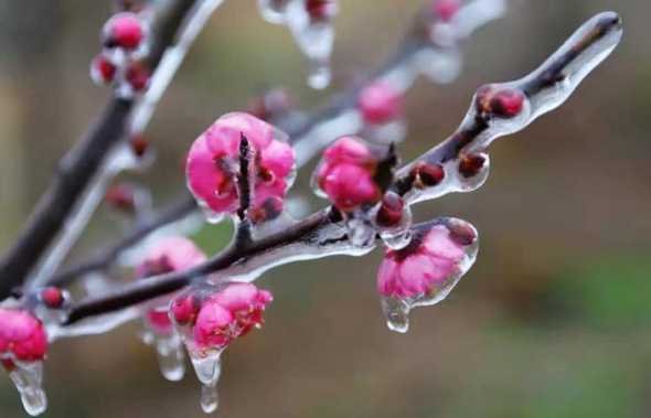 梅花冬季放在什么地方 梅花可以在室内养吗(梅花冬季能放室外吗)
