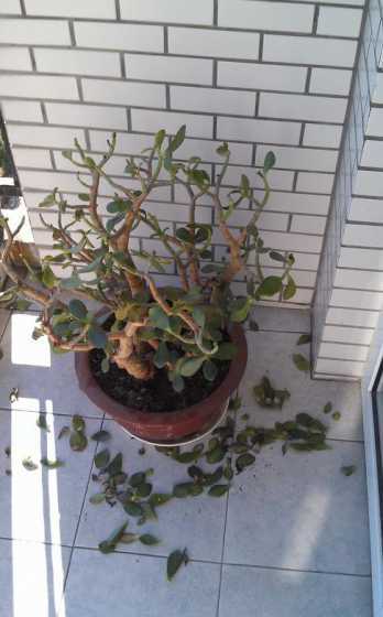 花叶蔓掉叶子是为什么 桂花树的叶子干枯而掉了怎么办