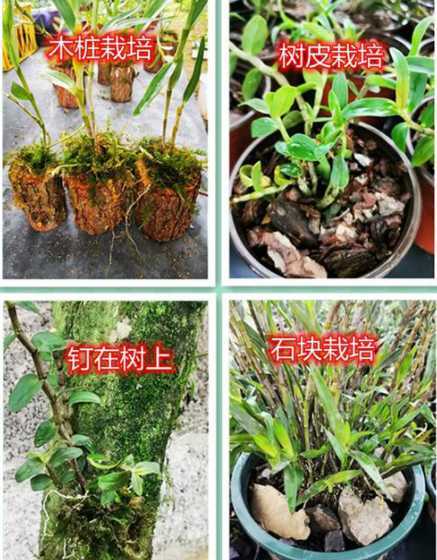 家庭养的石斛怎么种植 家庭盆栽石斛怎么种