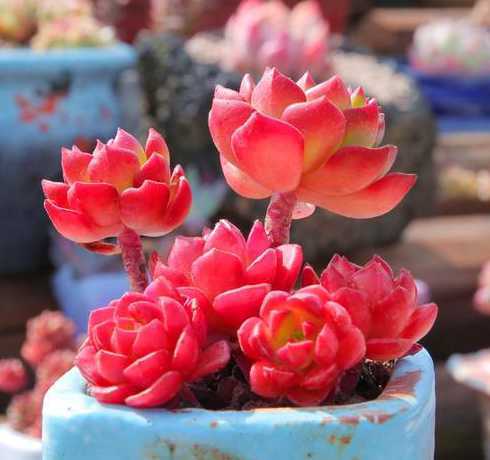 多肉放屋里有什么作用 多肉植物可以放在卧室养吗