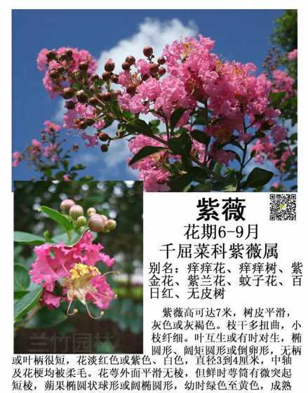 紫薇花什么季节栽种好 紫薇花怎么种植