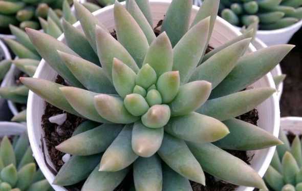 多肉植物玉珠帘怎么养 玉珠帘怎么养
