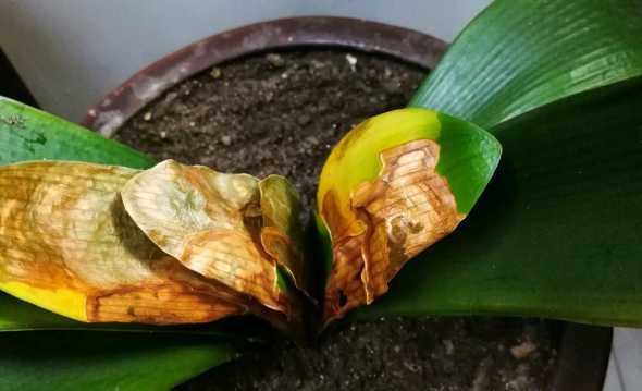 君子兰叶子生锈怎么办 盆栽植物叶子发黄怎么办