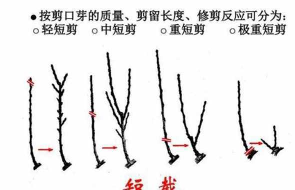 盆栽苹果冬天怎么修剪 盆栽苹果树冬天怎么办