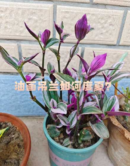 油画吊兰为什么会干叶 油画吊兰叶子边缘干枯什么原因