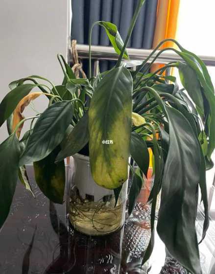 白掌花为什么老是蔫了 白掌被晒焉了怎么办
