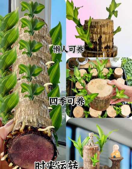 夏季巴西木要注意什么 巴西木浇水时间和正确方法