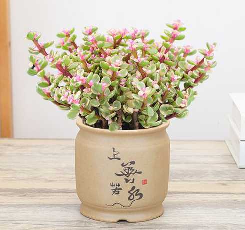 雅乐之舞叶子怎么发芽 雅乐之舞叶子变皱掉落怎么回事,怎么办