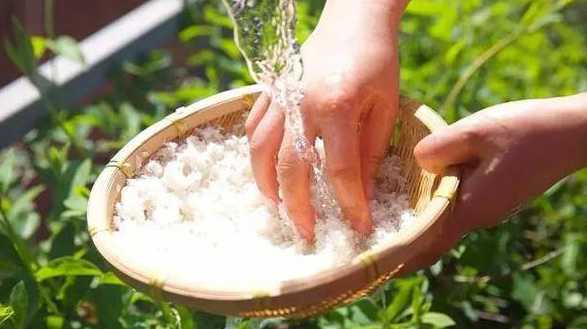 淘米水怎么浇花不长虫 用淘米水浇花