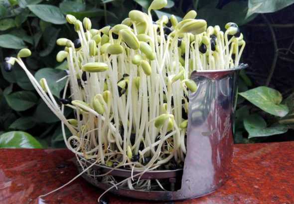 豆芽怎么种植需要光吗 泥土种植绿豆芽需要遮光吗