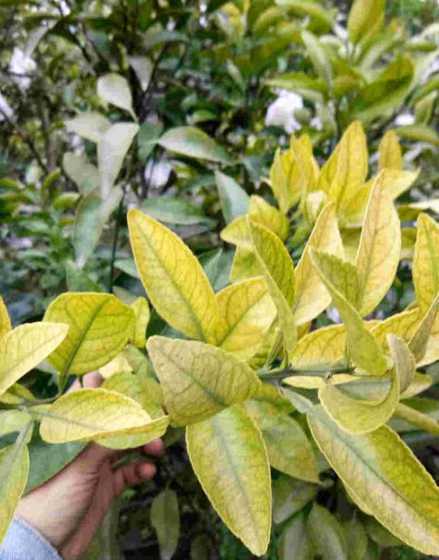 植物叶子变黄是怎么的 盆栽植物叶子变黄了,是什么原因,应该怎么办