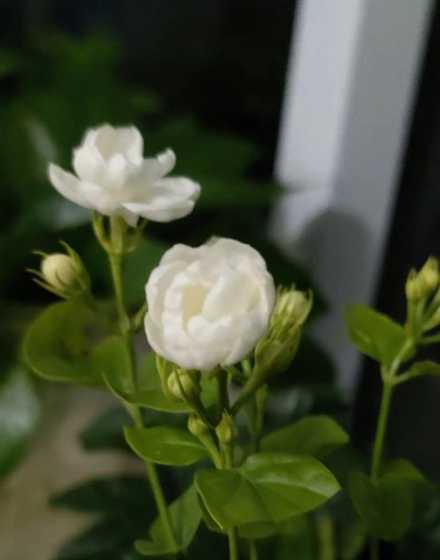 茉莉花在什么时候盛开 茉莉什么时候开花
