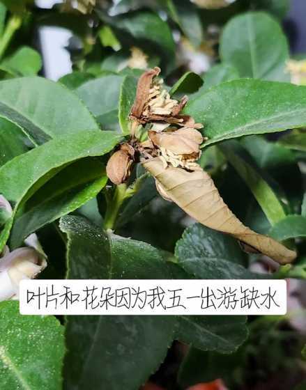 北方盆栽柠檬怎么授粉 盆栽柠檬开花了需要授粉吗