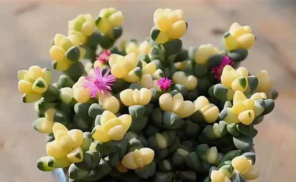 鹿角海棠开花怎么养护 鹿角海棠什么时候开花
