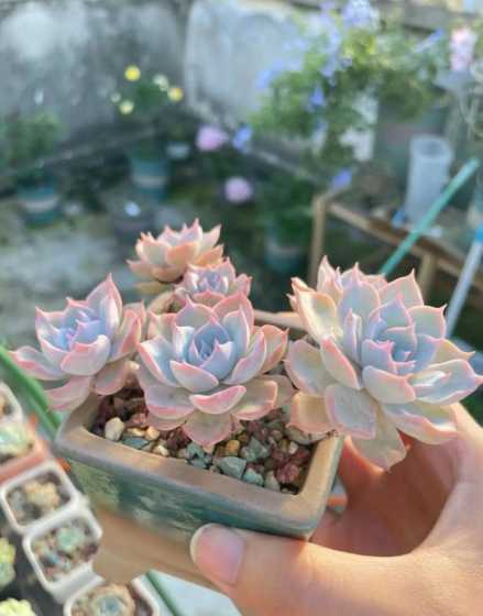 多肉植物蓝石莲怎么养 多肉蓝石莲怎么养护漂亮